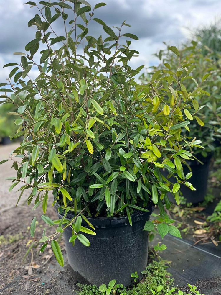 quadrella-jamaicensis-jamaican-caper-capparis-cynophallophora