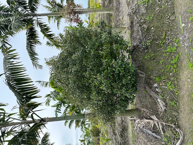 quadrella-jamaicensis-jamaican-caper-capparis-cynophallophora