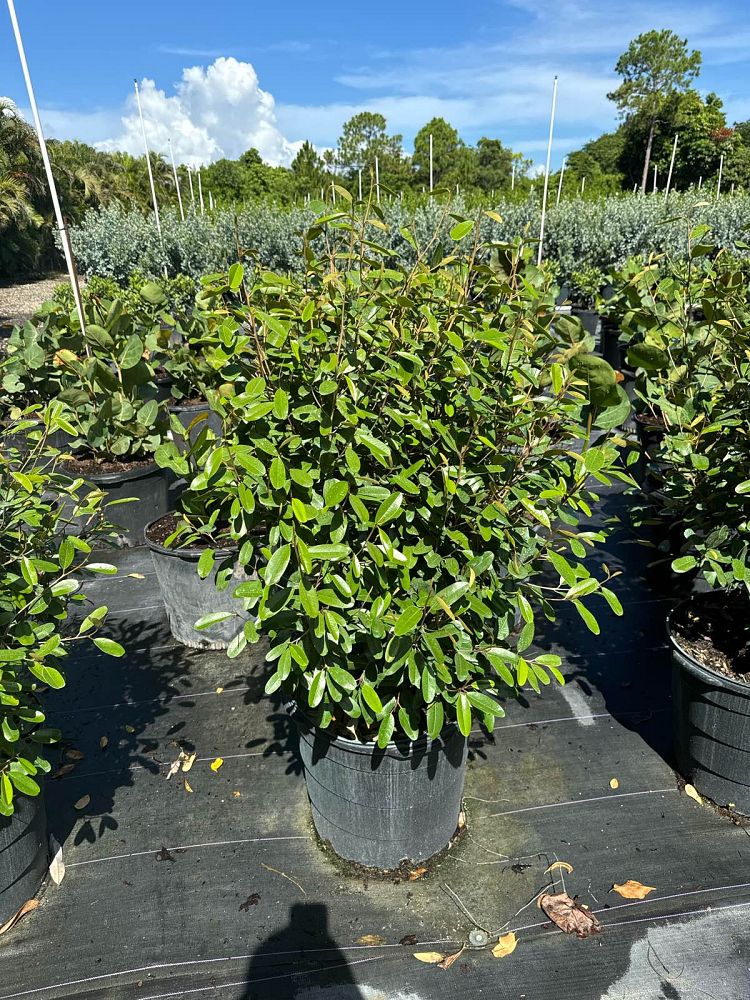 quadrella-jamaicensis-jamaican-caper-capparis-cynophallophora