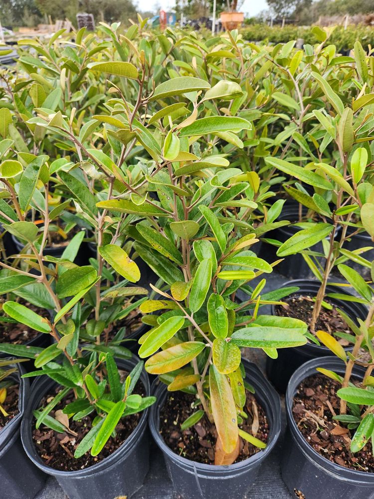 quadrella-jamaicensis-jamaican-caper-capparis-cynophallophora