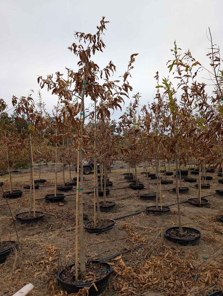 quercus-acutissima-sawtooth-oak