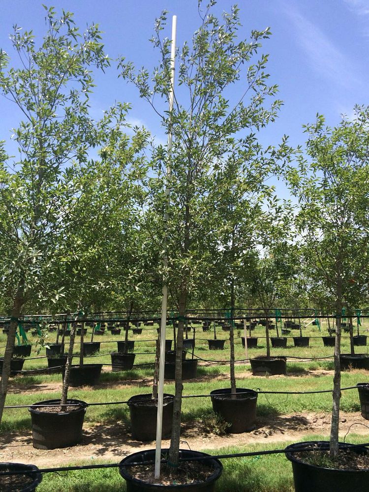 Flory Tree Farm | plantANT.com