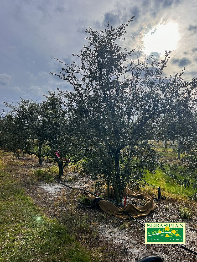 quercus-geminata-sand-live-oak