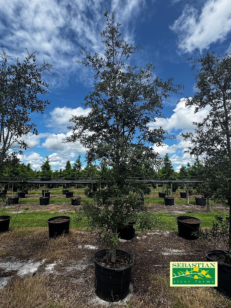 quercus-geminata-sand-live-oak