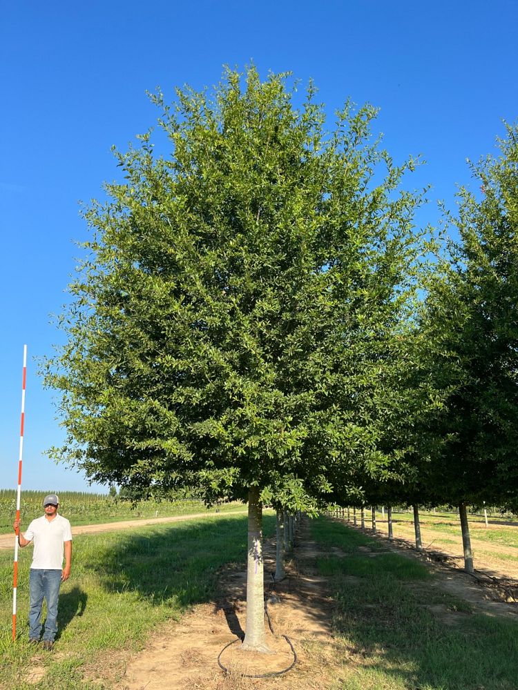 quercus-hemisphaerica-qhmtf-darlington-oak-avalyn-coast-laurel-oak