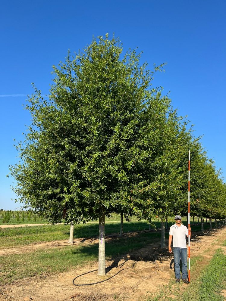 quercus-hemisphaerica-qhmtf-darlington-oak-avalyn-coast-laurel-oak