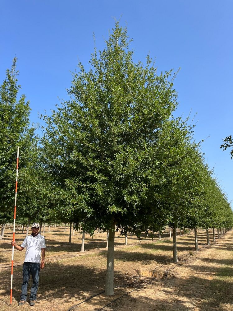 quercus-hemisphaerica-qhmtf-darlington-oak-avalyn-coast-laurel-oak