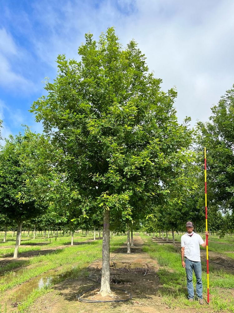 quercus-lyrata-dahlonega-overcup-oak-green-spring