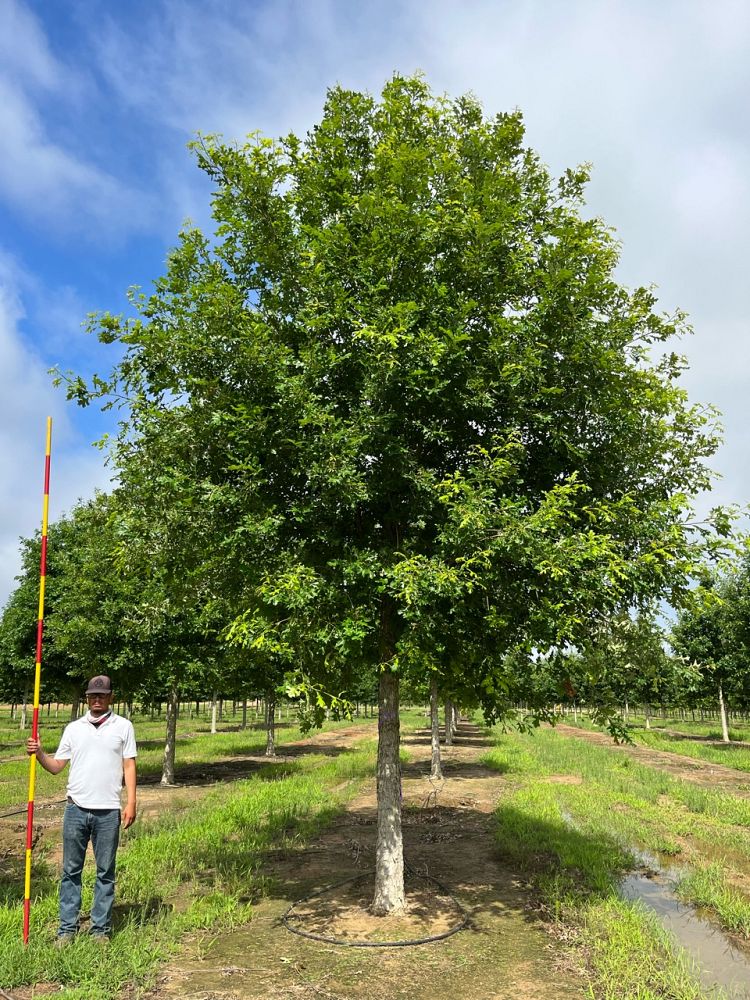 quercus-lyrata-dahlonega-overcup-oak-green-spring