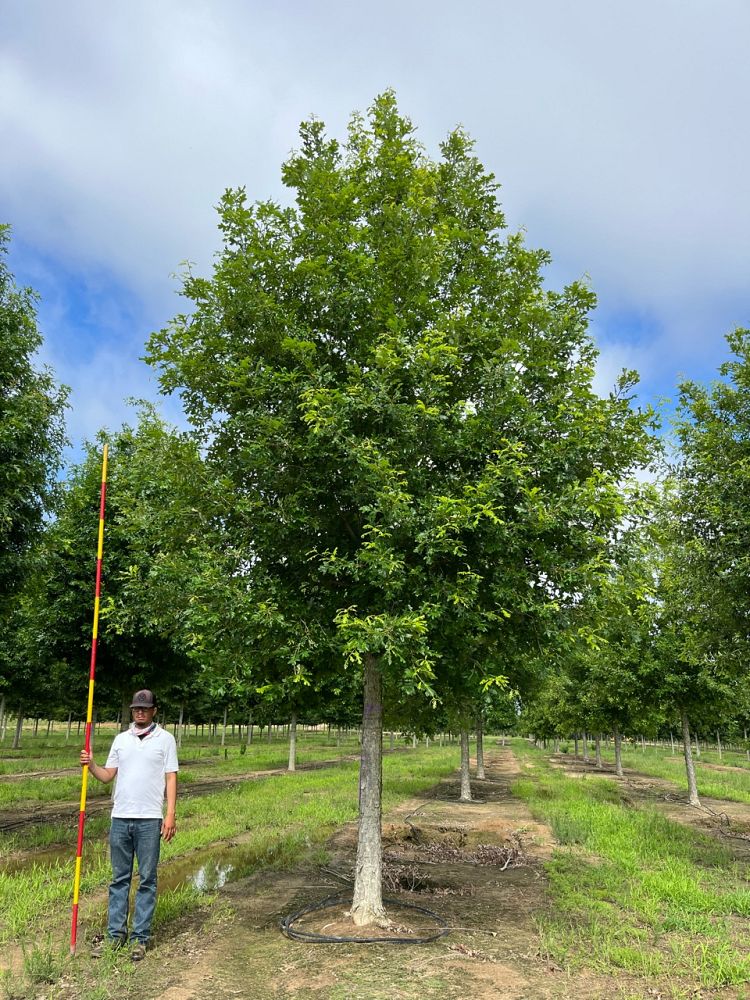 quercus-lyrata-dahlonega-overcup-oak-green-spring