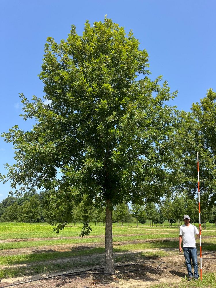 quercus-lyrata-dahlonega-overcup-oak-green-spring