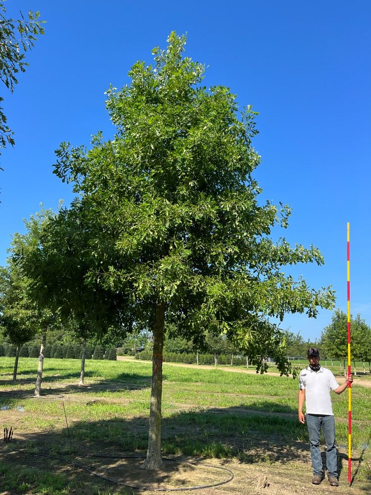 quercus-lyrata-overcup-oak