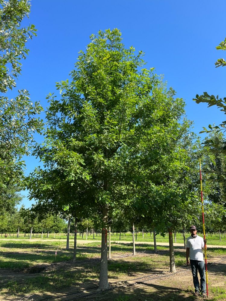 quercus-lyrata-overcup-oak