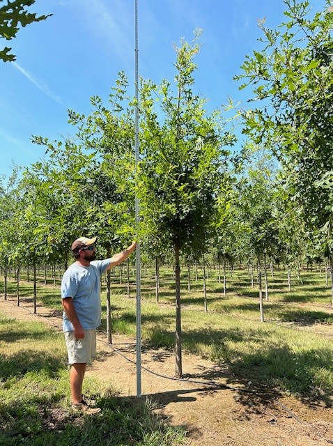 quercus-lyrata-overcup-oak