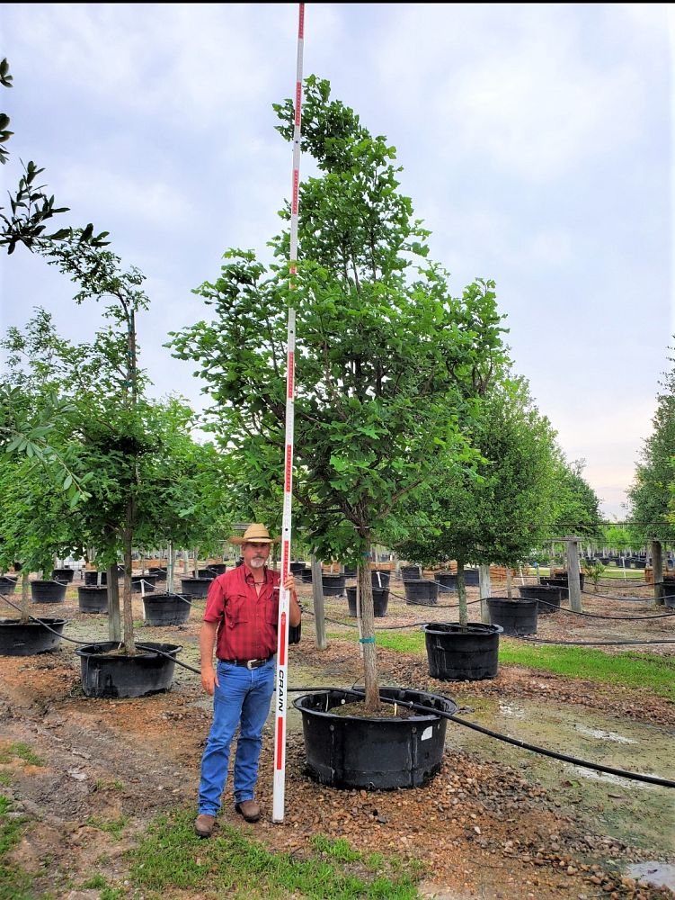 Rancho Encino Tree Farm | plantANT.com