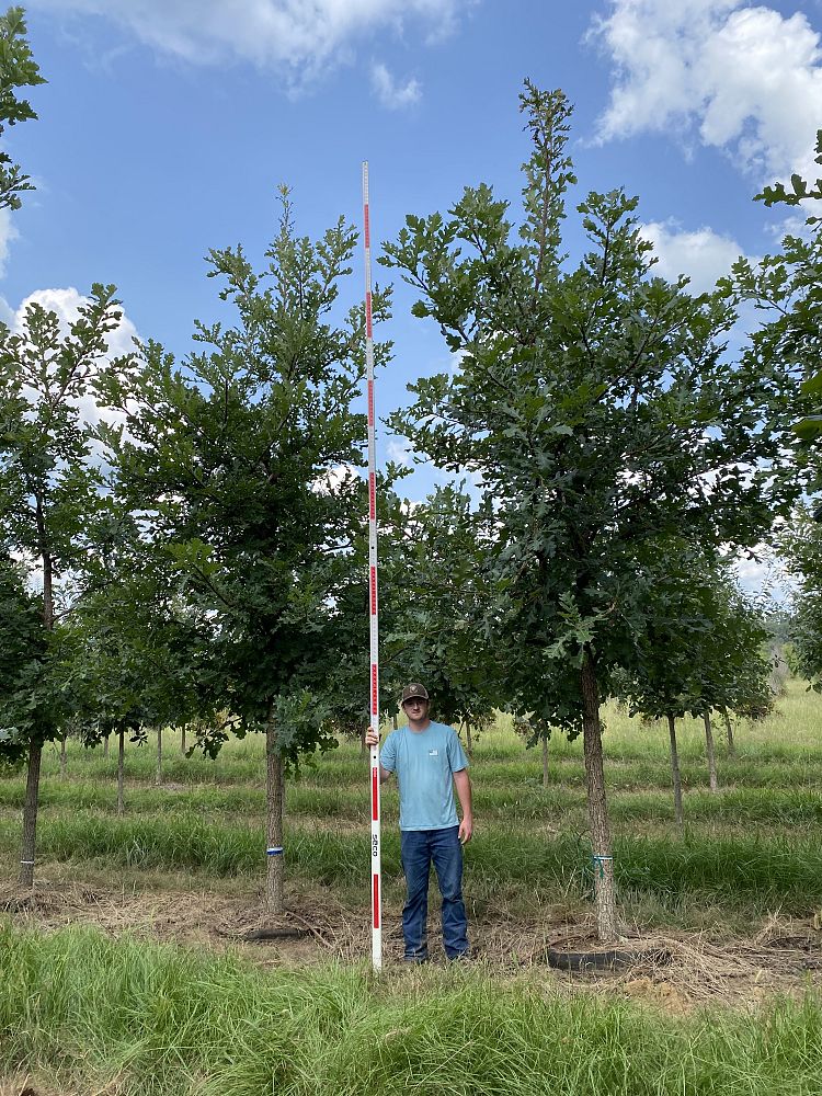 quercus-macrocarpa-bur-oak-tree