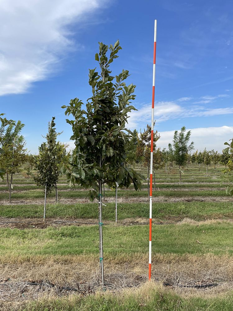 quercus-muehlenbergii-chinkapin-oak-chinquapin-oak