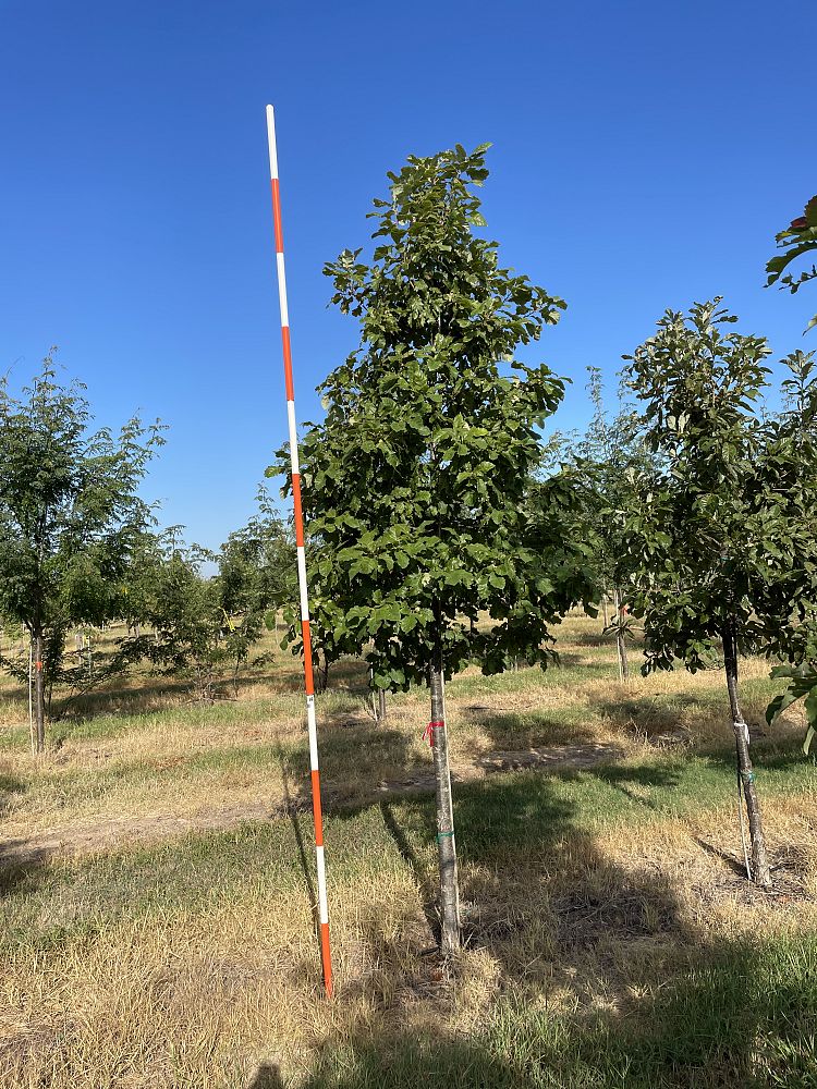 quercus-muehlenbergii-chinkapin-oak-chinquapin-oak