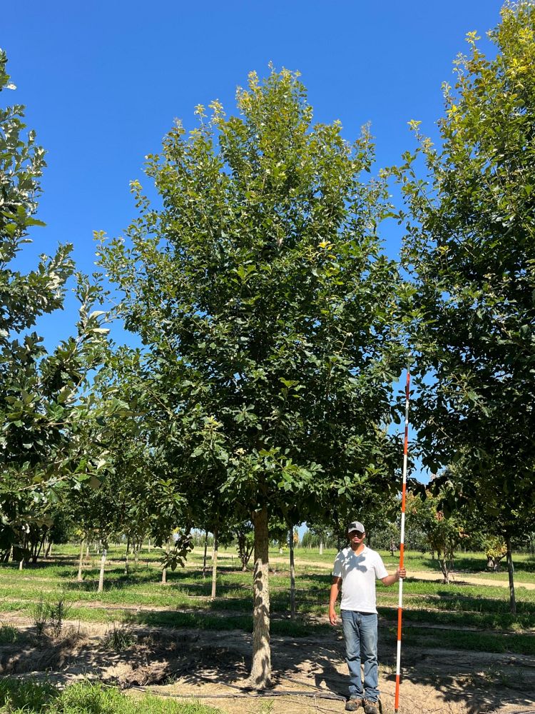 quercus-muehlenbergii-chinkapin-oak-chinquapin-oak