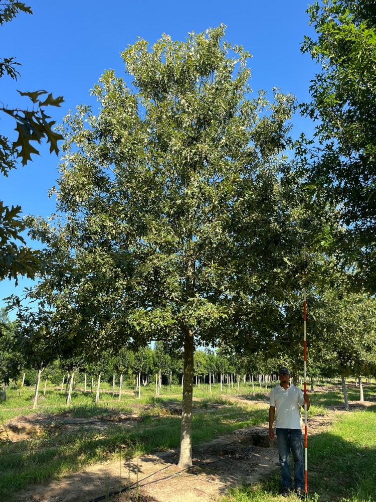 quercus-pagoda-cherrybark-oak