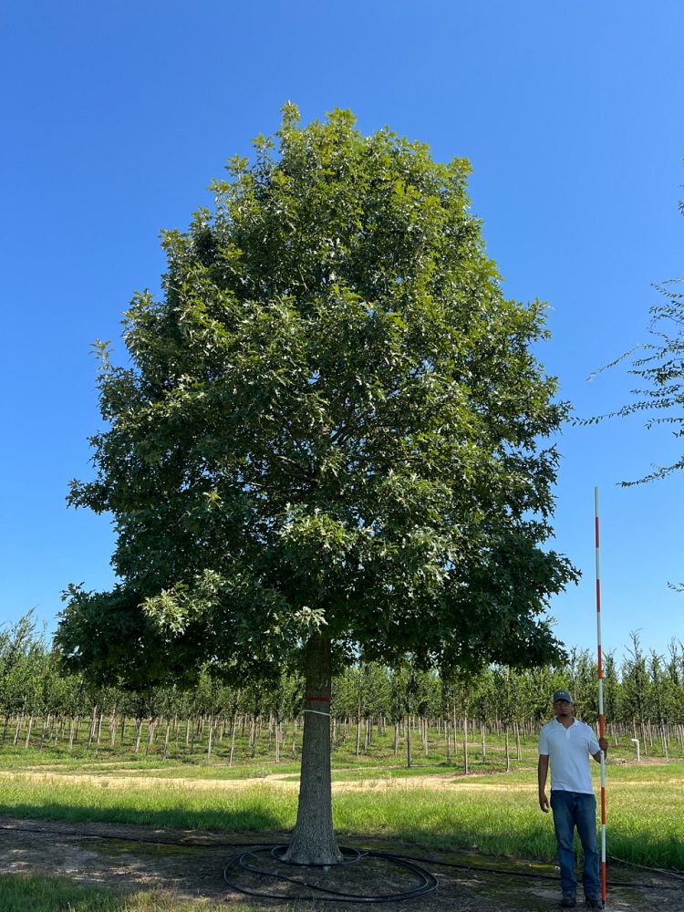 quercus-pagoda-cherrybark-oak