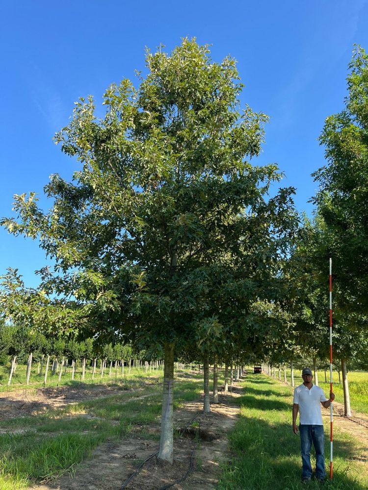 quercus-pagoda-cherrybark-oak