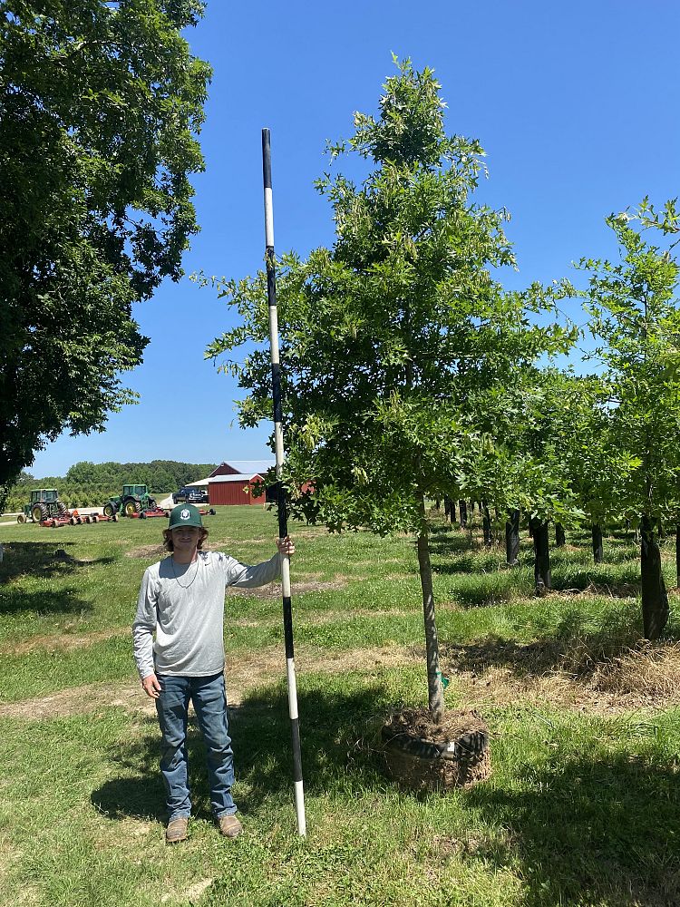 quercus-palustris-pin-oak