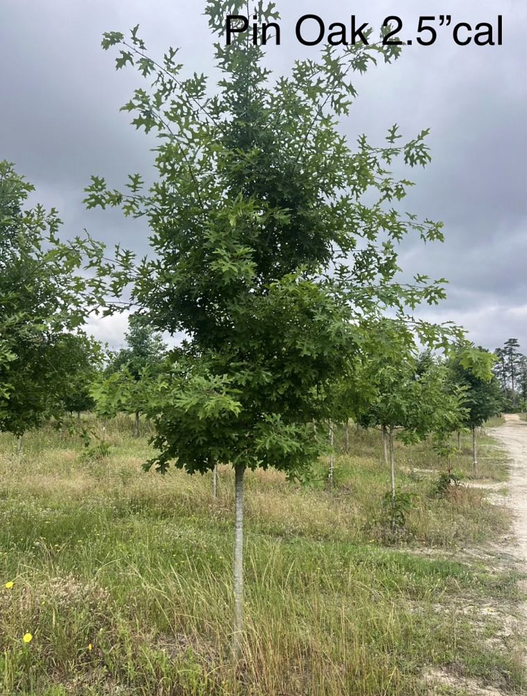 quercus-palustris-pin-oak