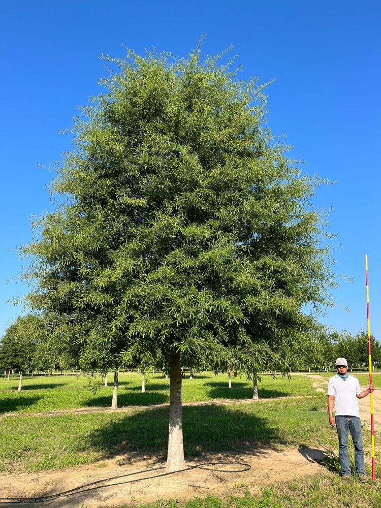 quercus-phellos-willow-oak