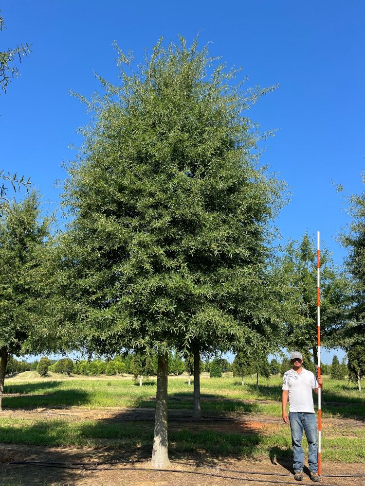 quercus-phellos-willow-oak