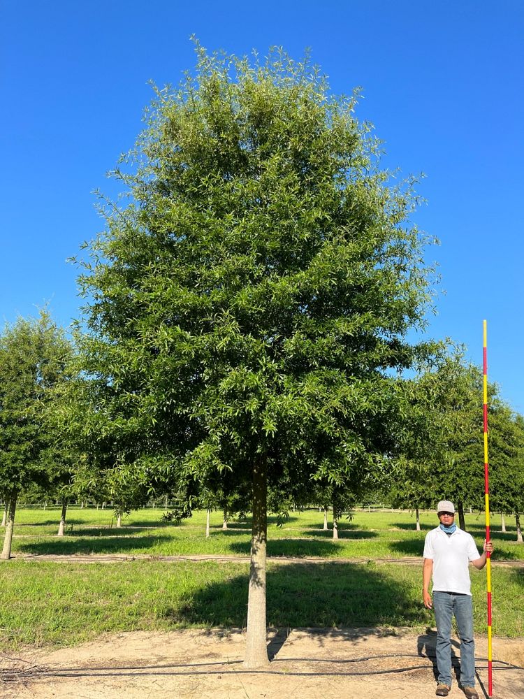 quercus-phellos-willow-oak