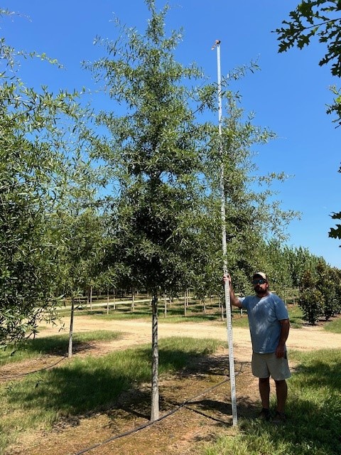 quercus-phellos-willow-oak