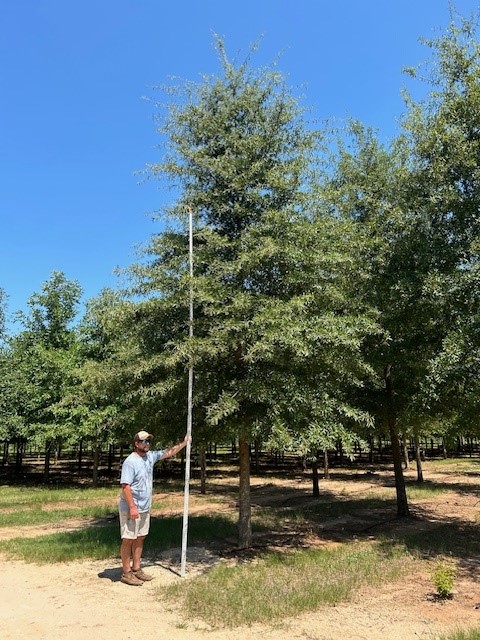 quercus-phellos-willow-oak