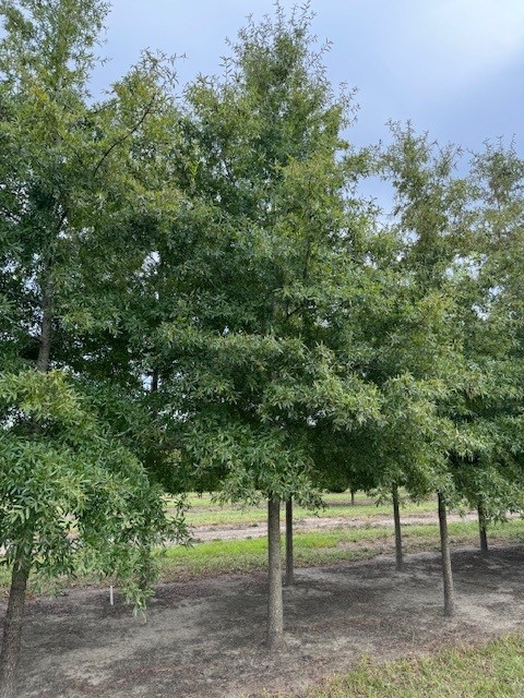 quercus-phellos-willow-oak