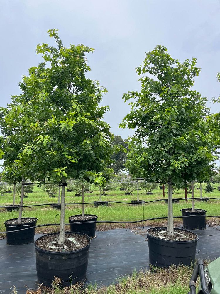 quercus-shumardii-qxmtf-shumard-oak-talyn-oak