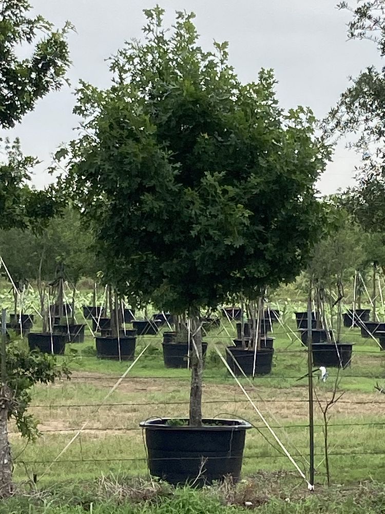 quercus-shumardii-shumard-red-oak