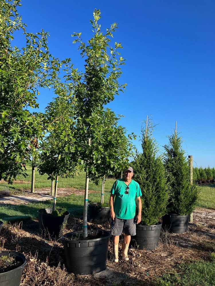 quercus-shumardii-shumard-red-oak