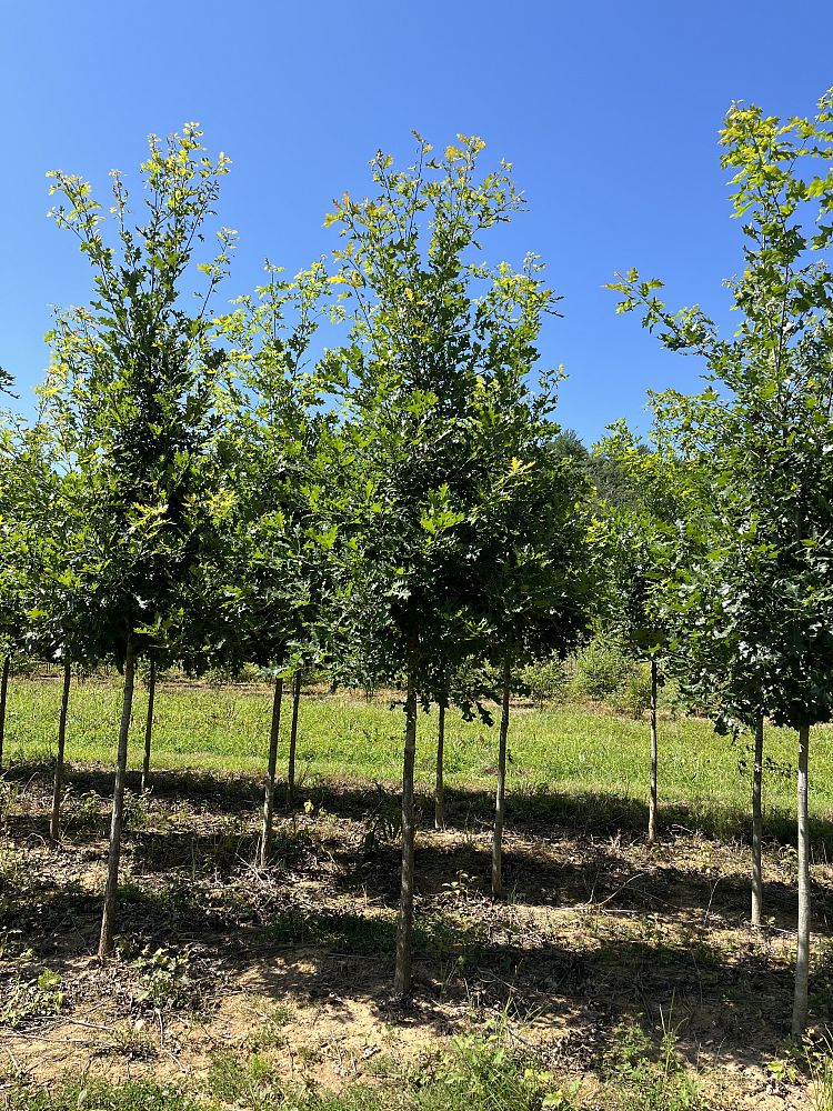 quercus-shumardii-shumard-red-oak