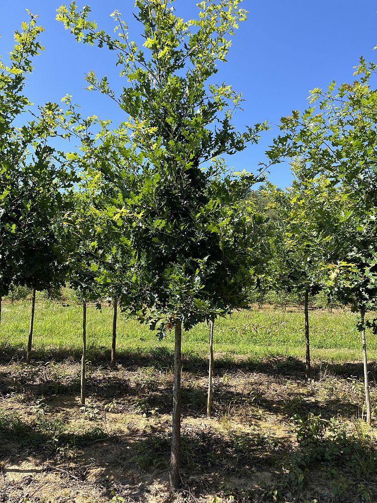 quercus-shumardii-shumard-red-oak