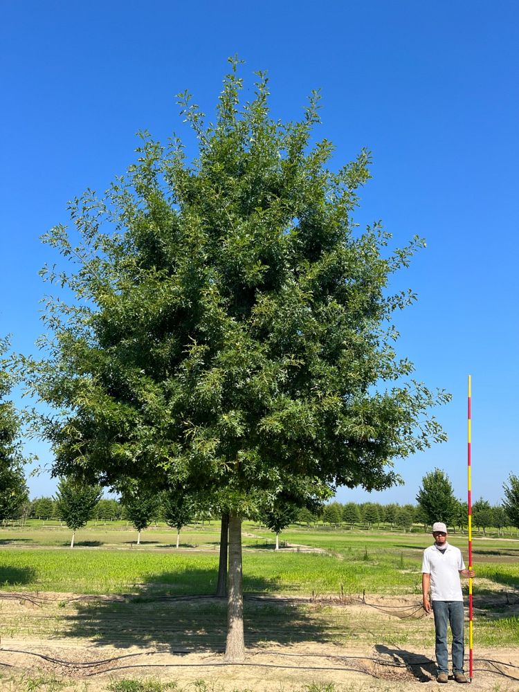 quercus-shumardii-shumard-red-oak