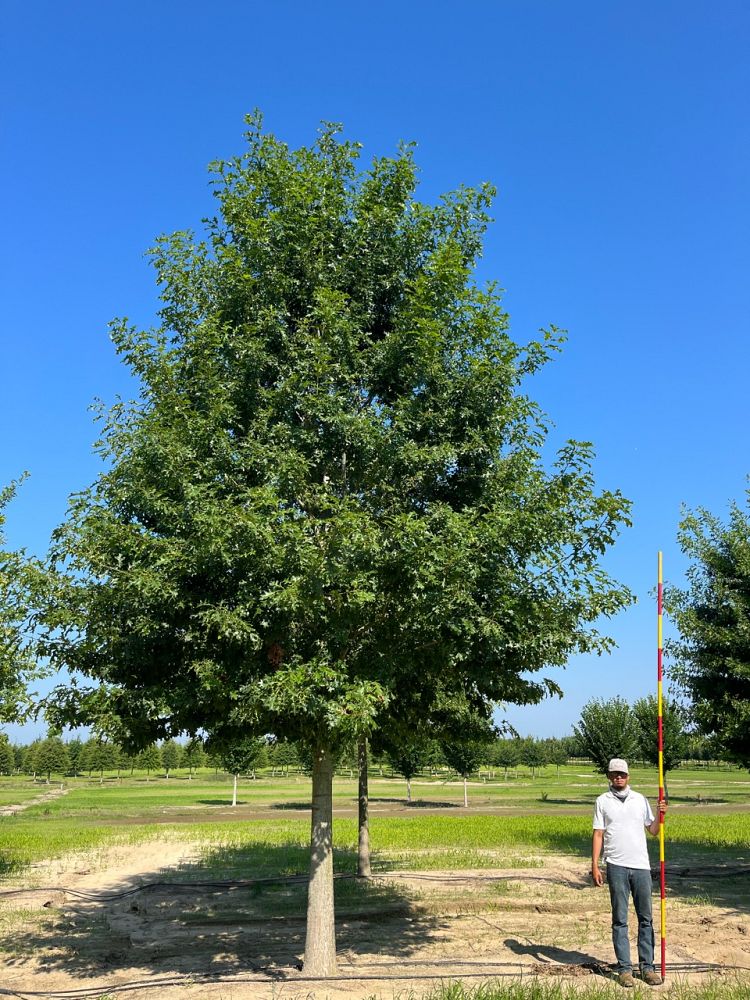 quercus-shumardii-shumard-red-oak