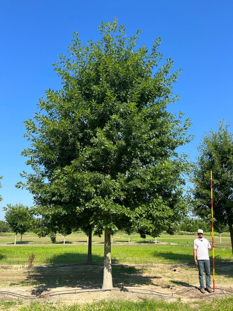 quercus-shumardii-shumard-red-oak