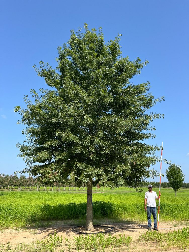 quercus-shumardii-shumard-red-oak