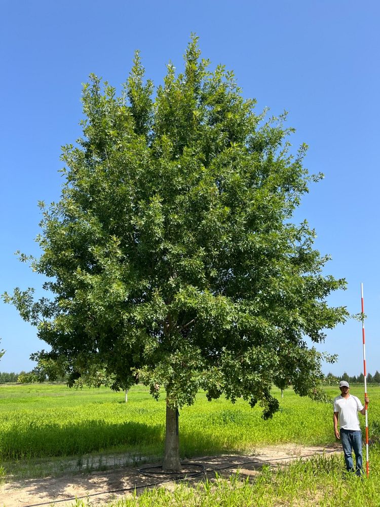 quercus-shumardii-shumard-red-oak