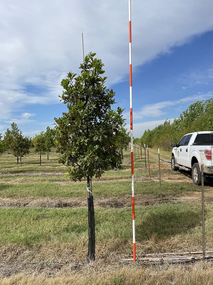 quercus-shumardii-shumard-red-oak