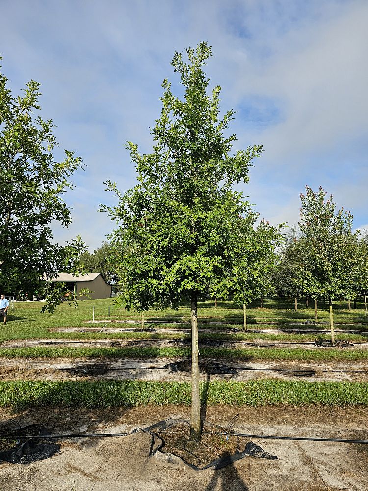 quercus-shumardii-shumard-red-oak