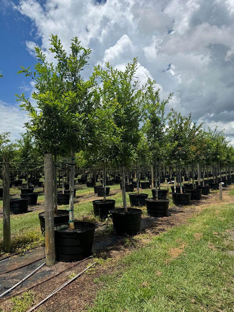 quercus-texana-nuttall-oak-quercus-nuttallii