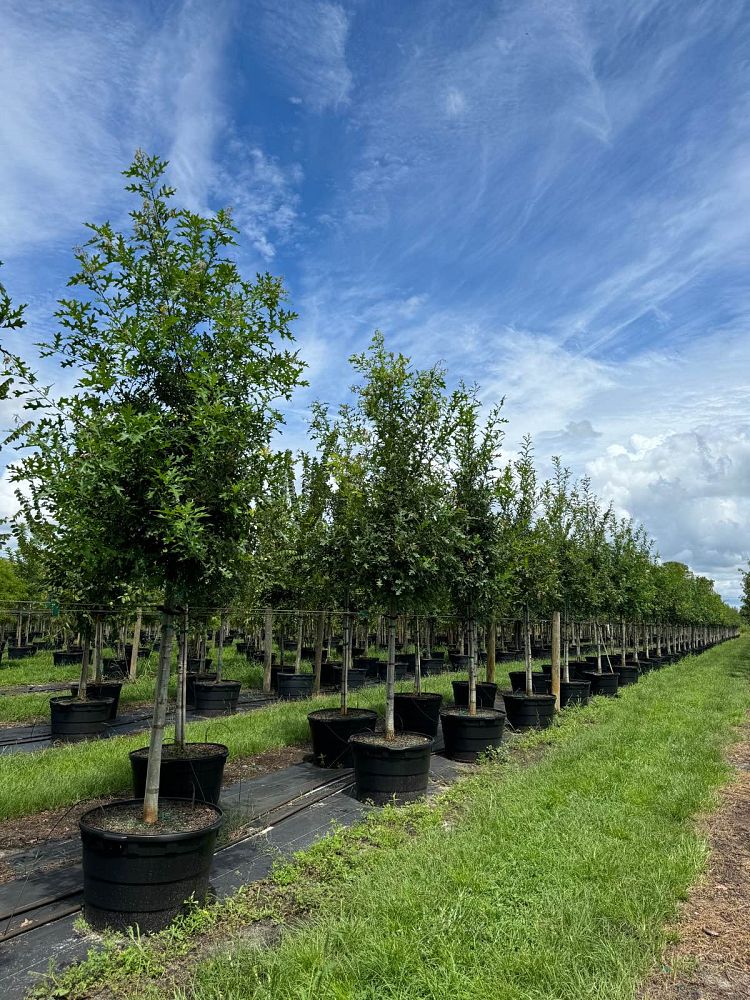 quercus-texana-nuttall-oak-quercus-nuttallii