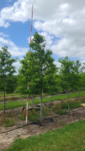 quercus-texana-nuttall-oak-quercus-nuttallii