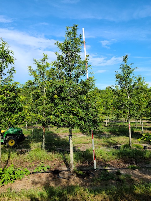 quercus-texana-nuttall-oak-quercus-nuttallii